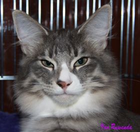 Auf Ausstellung 2010 Tyrone av Byglandsfjord bei den Norwegischen Waldkatzen von Ruwenda