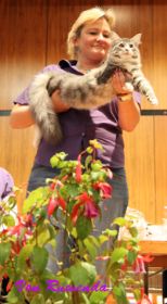 Auf Ausstellung in Kirchheim 2010 unser Tyrone av Byglandsfjord bei den Norwegischen Waldkatzen von Ruwenda