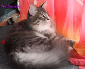 Tyrones erstes Bild bei den Norwegischen Waldkatzen von Ruwenda