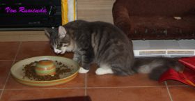 Eroberung des Fressnapfes von Tyrone av Byglandsfjord bei den Norwegischen Waldkatzen von Ruwenda