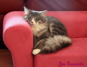 Auch Pink stehen unseren Tyrone bei den Norwegischen Waldkatzen von Ruwenda gut