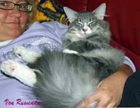 Tyrone av Byglandsfjord bei den Norwegischen Waldkatzen von Ruwenda kuschelt gern in Frauchens Armen