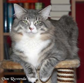 Im Kittenzimmer unser Tyrone bei den Norwegischen Waldkatzen von Ruwenda