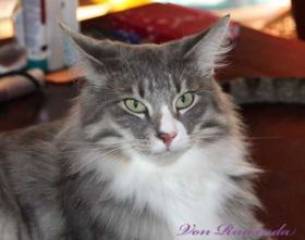 Tyrone av Byglandsfjord bei den Norwegischen Waldkatzen von Ruwenda im Portrait