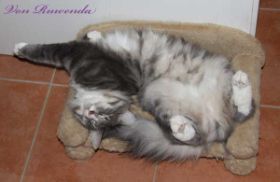 Tyrone av Byglandsfjord bei den Norwegischen Waldkatzen von Ruwenda auf beigen Katzensofa