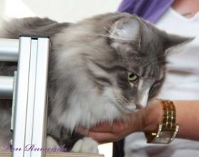 Tyrone av Byglandsfjord bei den Norwegischen Waldkatzen von Ruwenda Pfotenabdruck machen