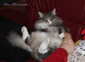 Tyrone av Byglandsfjord bei den Norwegischen Waldkatzen von Ruwenda an Frauchens Füßen