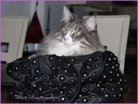 Tyrone av Byglandsfjord bei den Norwegischen Wadkatzen von Ruwenda in Frauchens Handtasche