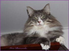 Tyrone av Byglandsfjord bei den Norwegischen Waldkatzen von Ruwenda auf dem Schrank