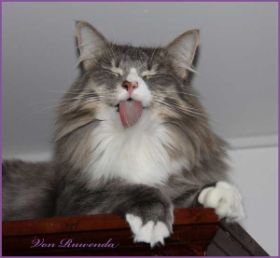 Tyrone av Byglandsfjord bei den Norwegischen Waldkatzen von Ruwenda zeigt die Zunge