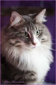 Tyrone av Byglandsfjord bei den Norwegischen Waldkatzen von Ruwenda mit März 2012 - Bild 2