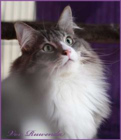 Tyrone av Byglandsfjord bei den Norwegischen Waldkatzen von Ruwenda mit März 2012 - Bild 4