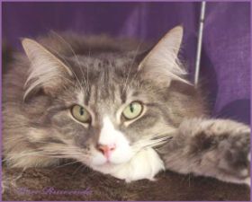 Tyrone av Byglandsfjord bei den Norwegischen Waldkatzen von Ruwenda mit März 2012 - Bild 3