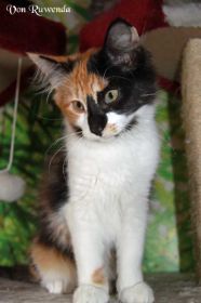 Cleopatra von den Norwegischen Waldkatzen von Ruwenda beim spielen