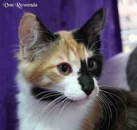 Die erste Ausstellung von Cleopatra von den Norwegischen Waldkatzen von Ruwenda