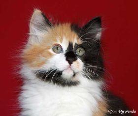 Kätzchen Cleopatra von den Norwegischen Waldkatzen von Ruwenda 