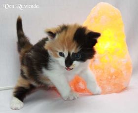 Kitten Cleopatra von den Norwegischen Waldkatzen von Ruwenda vor Salzkirstalllampe