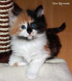 Cleopatra von den Norwegischen Waldkatzen von Ruwenda auf dem Kittenkratzbaum