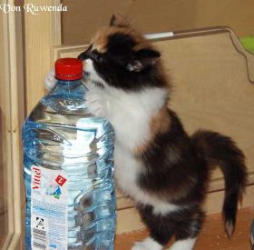 Cleopatra von den Norwegischen Waldkatzen von Ruwenda untersucht die Wasserflasche