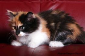 Cleopatra von den Norwegischen Waldkatzen von Ruwenda beim Fotoshooting