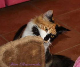 Cleopatra von den Norwegischen Waldkatzen von Ruwenda knabbert schrecklich gerne