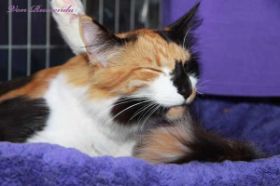 Cleopatra von den Norwegischen Waldkatzen von Ruwenda auf Ausstellung - Bild 1