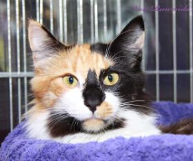 Cleopatra von den Norwegischen Waldkatzen von Ruwenda auf Ausstellung - Bild 2