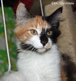 Cleopatra von den Norwegischen Waldkatzen von Ruwenda mit knapp 4 Monaten