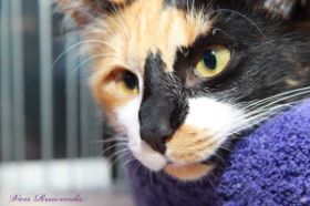 Cleopatra von den Norwegischen Waldkatzen von Ruwenda mit 7 Monaten