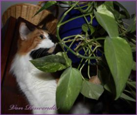 Cleopatra von den Norwegischen Waldkatzen von Ruwenda erobert den Blumentopf