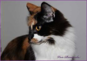 Cleo von den Norwegischen Waldkatzen von Ruwenda im Profil