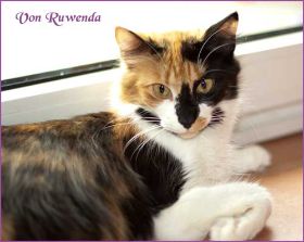 Cleopatra von den Norwegischen Waldkatzen von Ruwenda gemütlich Schwanger