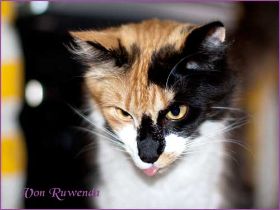 Cleo von den Norwegischen Waldkatzen von Ruwenda streckt die Zunge raus