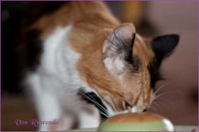 Cleopatra von den Norwegischen Waldkatzen von Ruwenda am Fressnapf