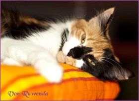 Cleo von den Norwegischen Waldkatzen von Ruwenda kuschelt auf dem Catwalk