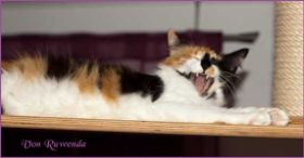 Cleo von den Norwegischen Waldkatzen von Ruwenda gähnend auf dem Catwalk