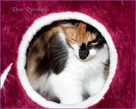 Cleopatra von den Norwegischen Waldkatzen von Ruwenda in Höhle