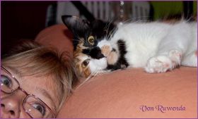 Cleopatra von den Norwegischen Waldkatzen von Ruwenda