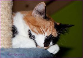 Cleopatra von den Norwegischen Waldkatzen von Ruwenda