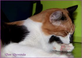 Cleopatra von den Norwegischen Waldkatzen von Ruwenda