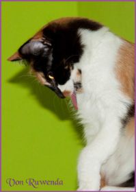 Pharaonin Cleopatra von den Norwegischen Waldkatzen von Ruwenda