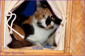 Cleopatra von den Norwegischen Waldkatzen von Ruwenda