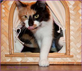 Cleopatra von den Norwegischen Waldkatzen von Ruwenda