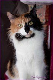 Kätzin Cleopatra von den Norwegischen Waldkatzen von Ruwenda