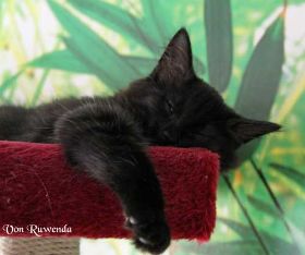 Black Pearl von den Norwegischen Waldkatzen von Ruwenda mit 13 Wochen