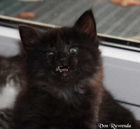 Black Pearl von den Norwegischen Waldkatzen von Ruwenda zeigt ihre Zähnchen