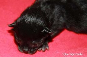 Ein Tag alt - Black Pearl von den Norwegischen Waldkatzen von Ruwenda