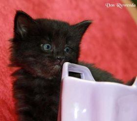 Kätzchen Black Pearl von den Norwegischen Waldkatzen von Ruwenda