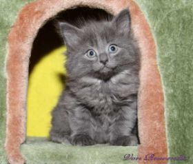 Kätzchen Lady Guinevere von den Norwegischen Waldkatzen von Ruwenda im Alter von fast 7 Wochen