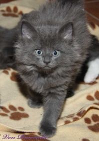 Katzenbaby Lady Guinevere von den Norwegischen Waldkatzen von Ruwenda auf ihrer Lieblingsdecke